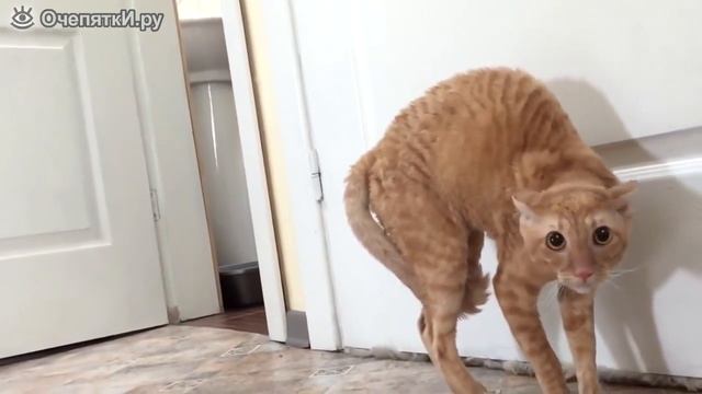 Как быстро научить разговаривать котяру?. У страха глаза велеки? смотреть онлайн