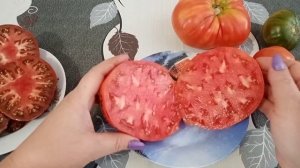 ?Гордость Пирса -гном.Сахарный гигант,Спецназ малиновый-томаты открытого грунта.Дегустация.?
