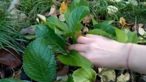 ☝️Подготовка крупнолистной гортензии к зиме: обрываем листву,прижимаем к земле,укрываем. 08.10