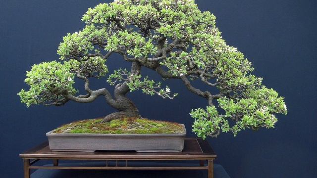 Таймер медитации 60 минут.Поющие чаши. смотреть онлайн