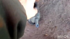 сделать глушитель на мопед бензопилу дружба 4 СССР