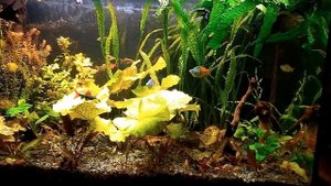 Панорамный обзор аквариума 03 10 2018г