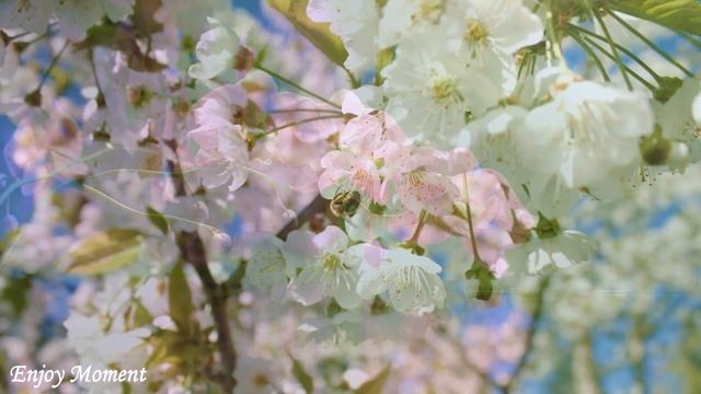 Музыка лечит сердце и сосуды?Расслабляющая музыка,исцеляющая от стресса,тревоги и депрессивных сост смотреть онлайн