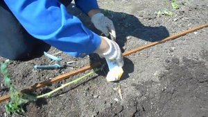 Супер новая технология посади высокорослых томатов от ХИА , или как посадить высокорослые помидоры