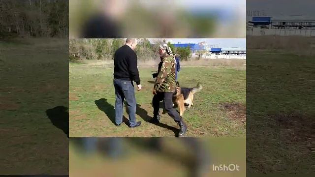 Дрессировка немецкой овчарки ЗКС. Работа по двум фигурантам в наморднике. смотреть онлайн