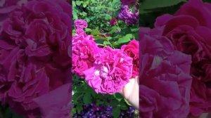 Розы в моём саду. Роза  вильям шекспир  июнь  2020год.