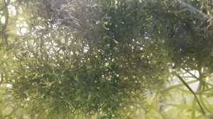 Риччия   плавающий мох