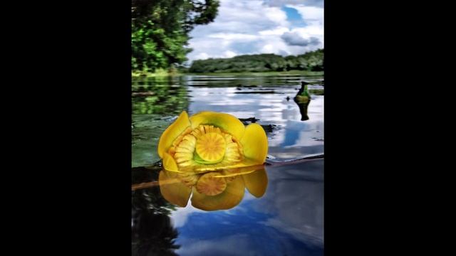 Легенды желтой кубышки! смотреть онлайн