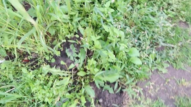 Причины появления кротов на участке