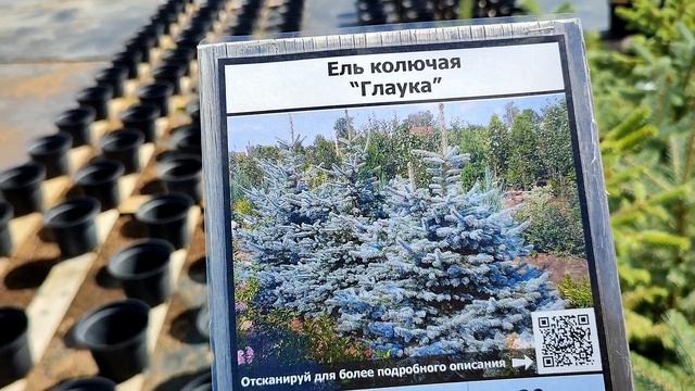 Садовый центр Александра Никитенко. Хвойные деревья