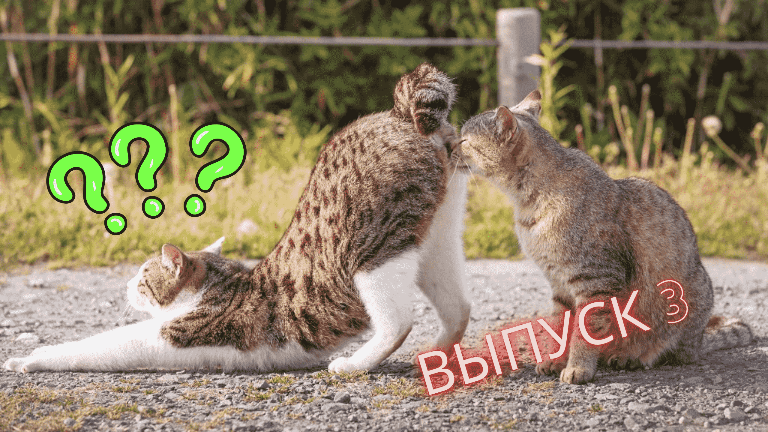 Смешные кошки выпуск 3