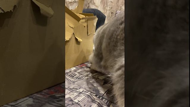 Кот что-то нашел