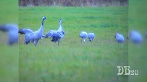Вологодский журавель