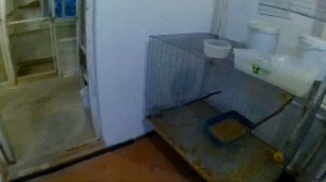 чем кормить попугаев кроме корма в период размножения? последние витамины?питание волнистых попугае