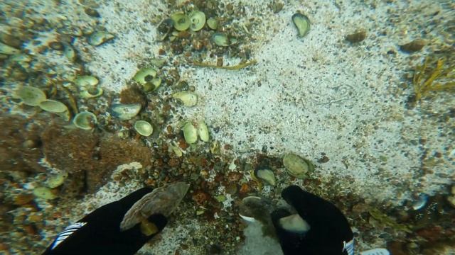 Морской гребешок во время отлива 2 метра . Бери сколько хочешь !