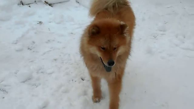 Минипиги  зимой