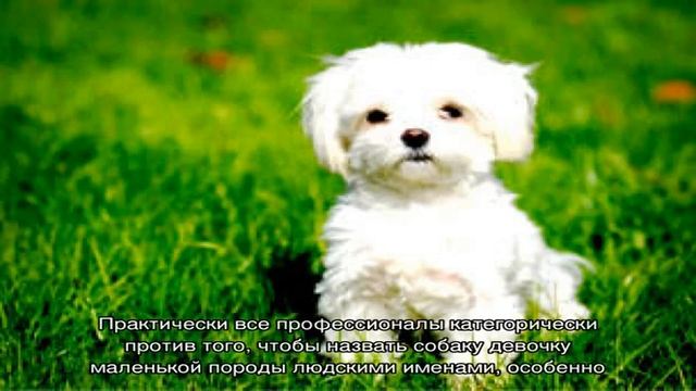 Как назвать собаку девочку маленькой породы?