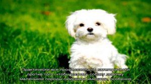 Как назвать собаку девочку маленькой породы?