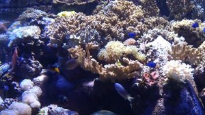 ИНДИЙСКИЙ ОКЕАН . ОМАН !!!