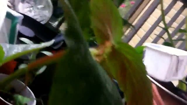 Angel wing begonia cutting смотреть онлайн