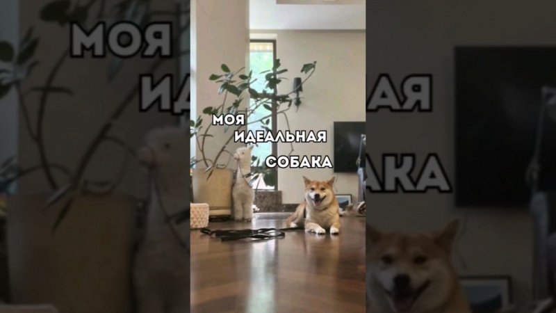 Моя идеальная собака#собака