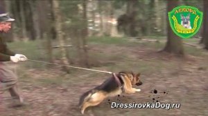 Защитно-караульная служба, немецкая овчарка - Ларри