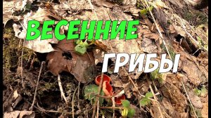 Весенние грибы саркосцифа и саркосома - бродим по лосиным тропам