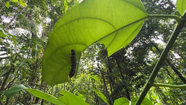 Коста-Рика национальный парк Корковадо смотреть онлайн