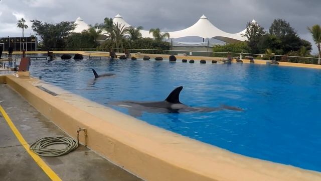 Лоро-парк (Loro Parque) на Тенерифе. 2017. HD 1080 P. смотреть онлайн