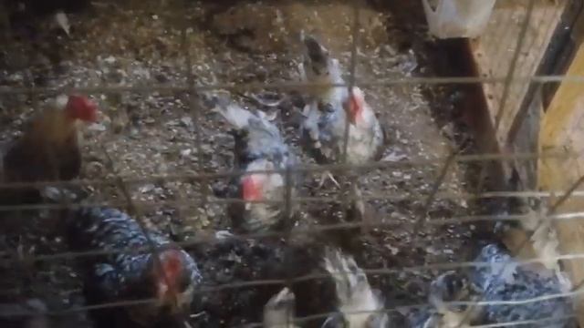 Знают ли куры о норме кормления? смотреть онлайн