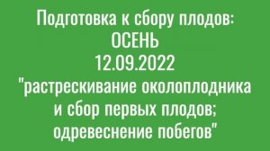 #10: «ДЕСЕРТНЫЙ САМОПЛОДНЫЙ» (Ш-ЛК-Ф2) Ч.1, ЭВОЛЮЦИОННЫЕ сорта и формы ГРЕЦКОГО ОРЕХА // walnut