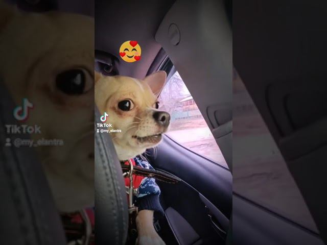 АРЧИКО СИГНАЛИЗАЦИЯ! Будьте осторожны))) #Shorts смотреть онлайн