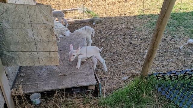 Трехдневные ягнята, докармливание. смотреть онлайн
