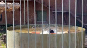 Брабус и Пумка / Парк Львов «ЗЕМЛЯ ПРАЙДА»