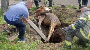 Упавшего в дренажный колодец теленка вытащили спасатели в Красноярском крае