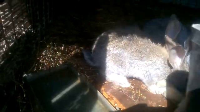 Кормлю кроликов зерном. смотреть онлайн