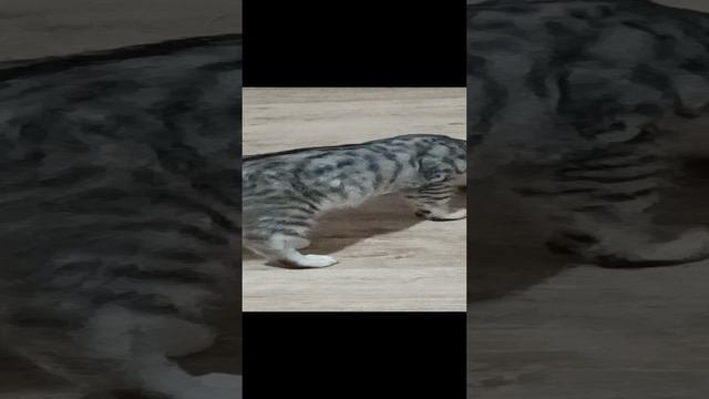 Серенький!