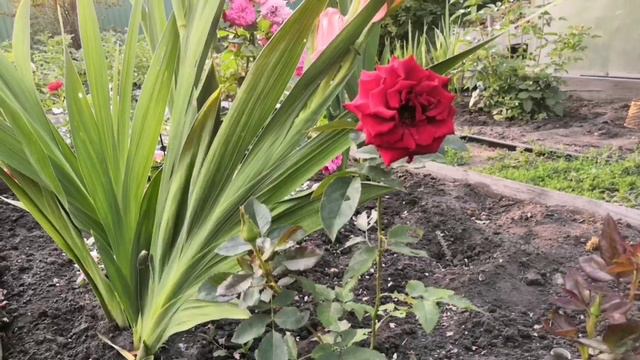 Розы из питомника Росток смотреть онлайн