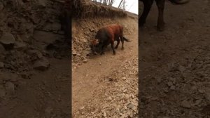 Бежта бой быков, бык Загала. 2019г