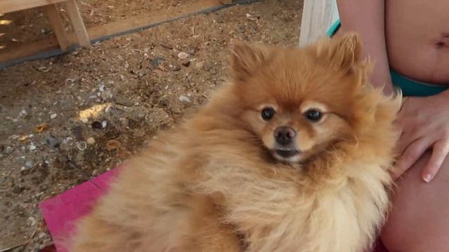 #АНАПА 2020 НА МАШИНЕ НА МОРЕ / БЛАГОВЕЩЕНСКАЯ / БУГАЗСКАЯ КОСА смотреть онлайн