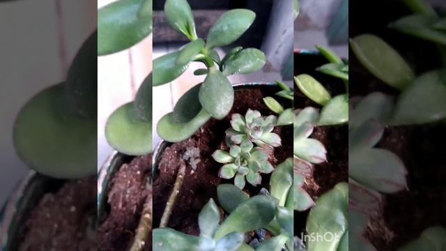 Mini jardim de suculentas. 