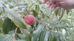 Бамбук из семян (ч.2)