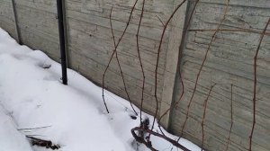 Виноград к-799 неукрывной , белый без проблемный.