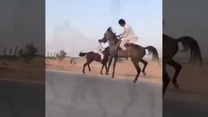 АРАБСКИЕ СКАКУНЫ ЛОЩАДИ БЫСТРЕЕ И УМНЕЕ В МИРЕ, ЭТИМ КОНЯМ НЕТ РАВНЫХ В МИРЕ, ЧИСТОКРОВНЫЙ КОНЬ АРА