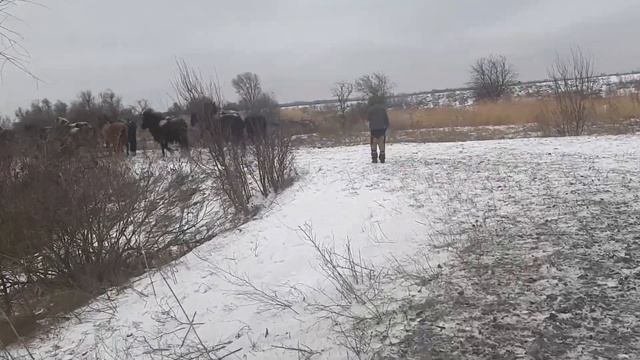 СГН48 Кони. Зима 2021 смотреть онлайн