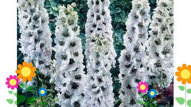 Дельфиниум культурный M. F. White with Dark Bee. Краткий обзор, описание характеристик смотреть онлайн