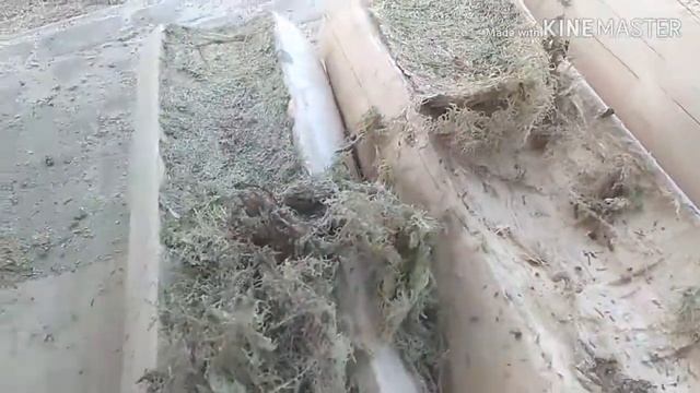 Мох між вінцями зруба. смотреть онлайн