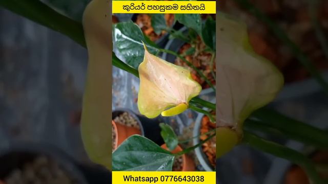 පිස්සුවක් 🤔🤔 #anthurium #anthuriumplant #beautiful #flowers #anthuriumcare