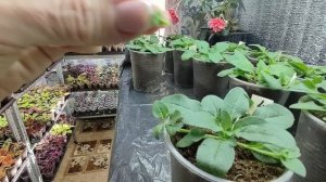 Как из тощей  петунии вырастить огромный цветущий шар. Первая главная  прищипка петунии.