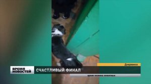 Неразлучные собака и кошка обрели новых хозяев в Нижнем Новгороде